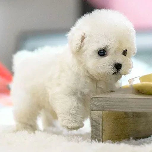 Plush Dog Toy