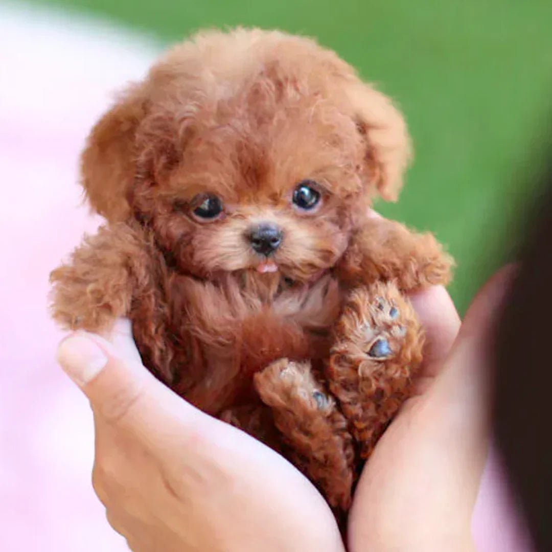 Plush Dog Toy