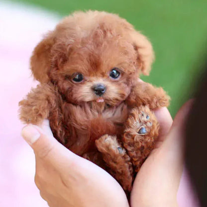 Plush Dog Toy