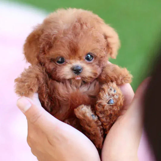 Plush Dog Toy