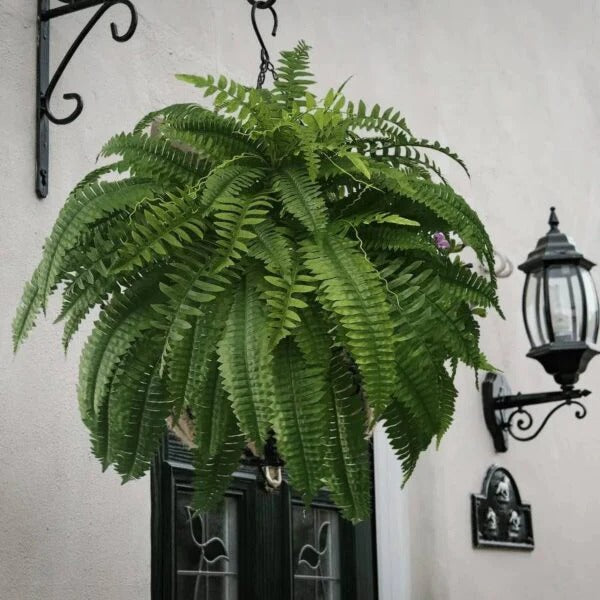Artificial Boston Fern
